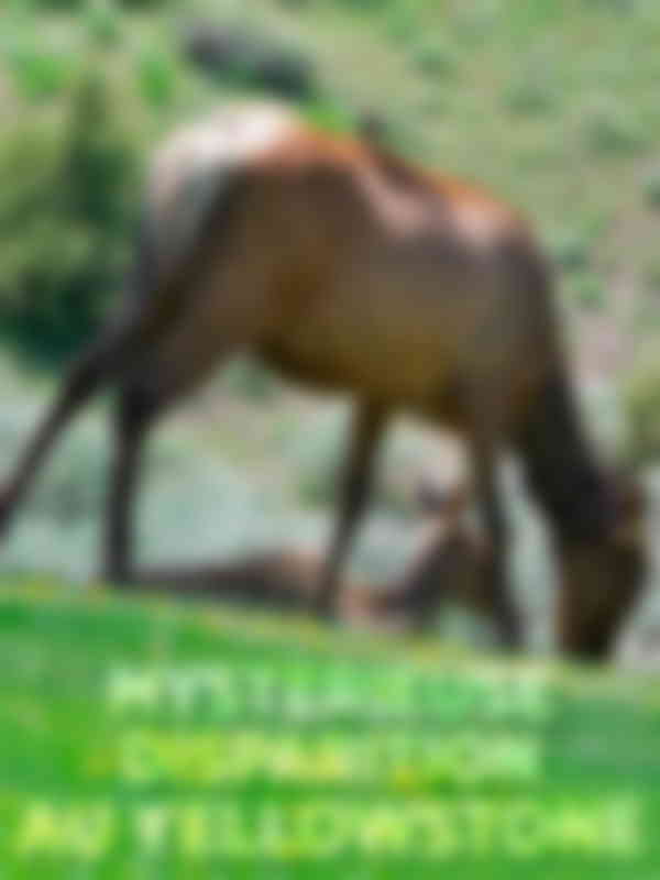 Poster du programme Mystérieuse disparition au Yellowstone