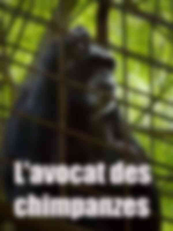 Poster du programme L'avocat des chimpanzes
