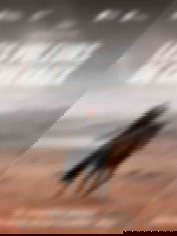 Poster du programme Les voleurs de chevaux