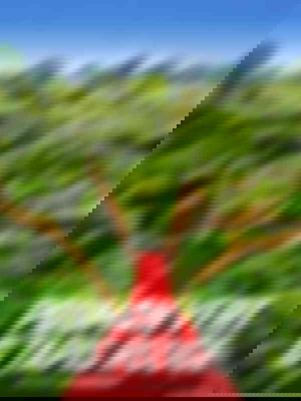 Poster du programme Poumon vert et tapis rouge