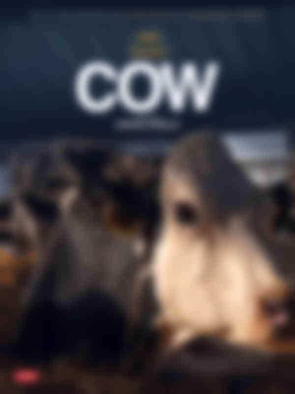 Poster du programme Cow