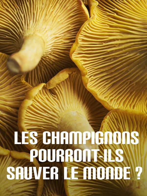 REPORTAGE. Les champignons de Paris luttent pour survivre