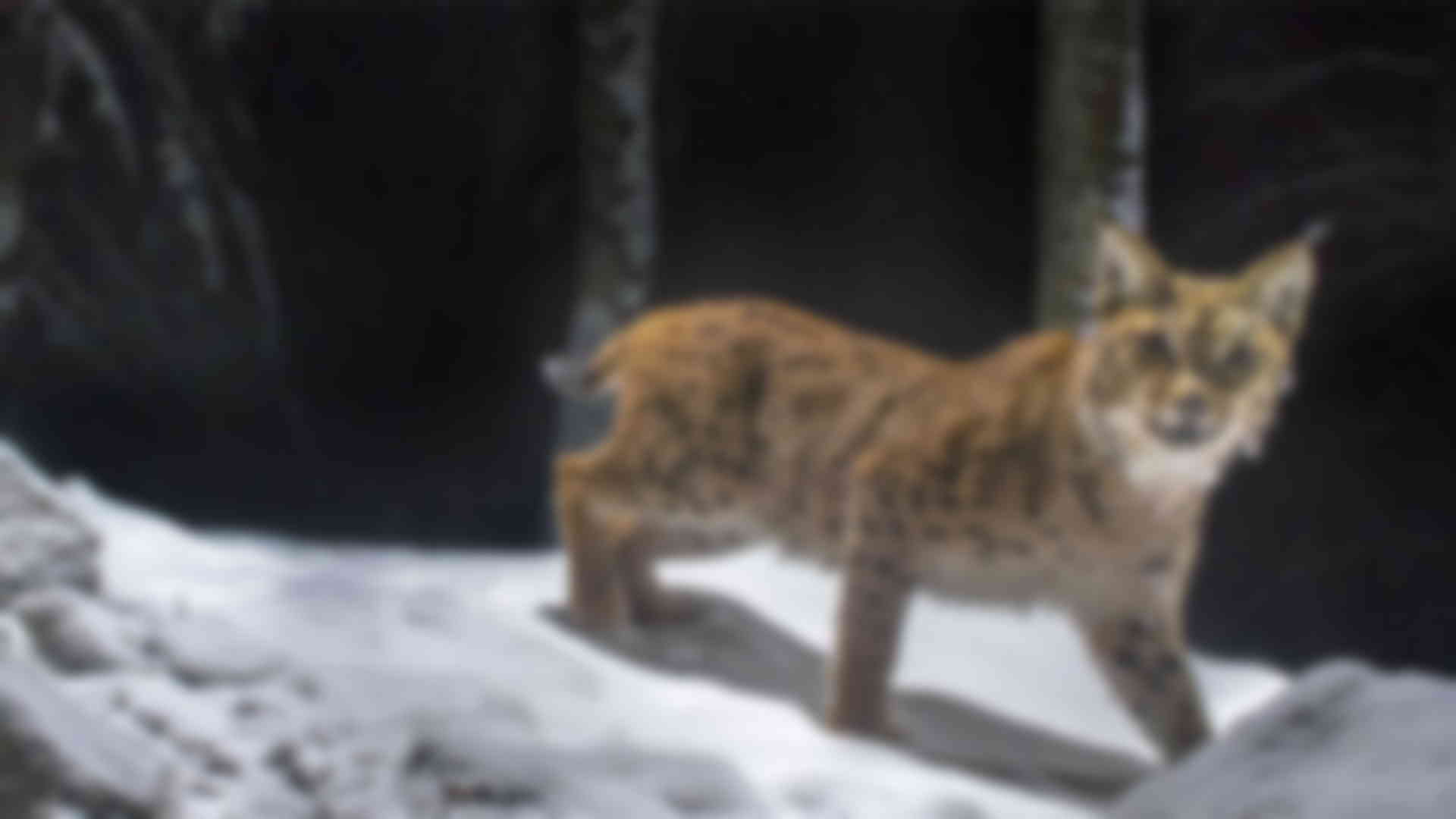 Image du documentaire "Lynx"