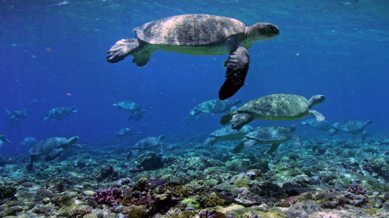 Faits sur la Grande Barrière de Corail - La merveille vivante de la nature