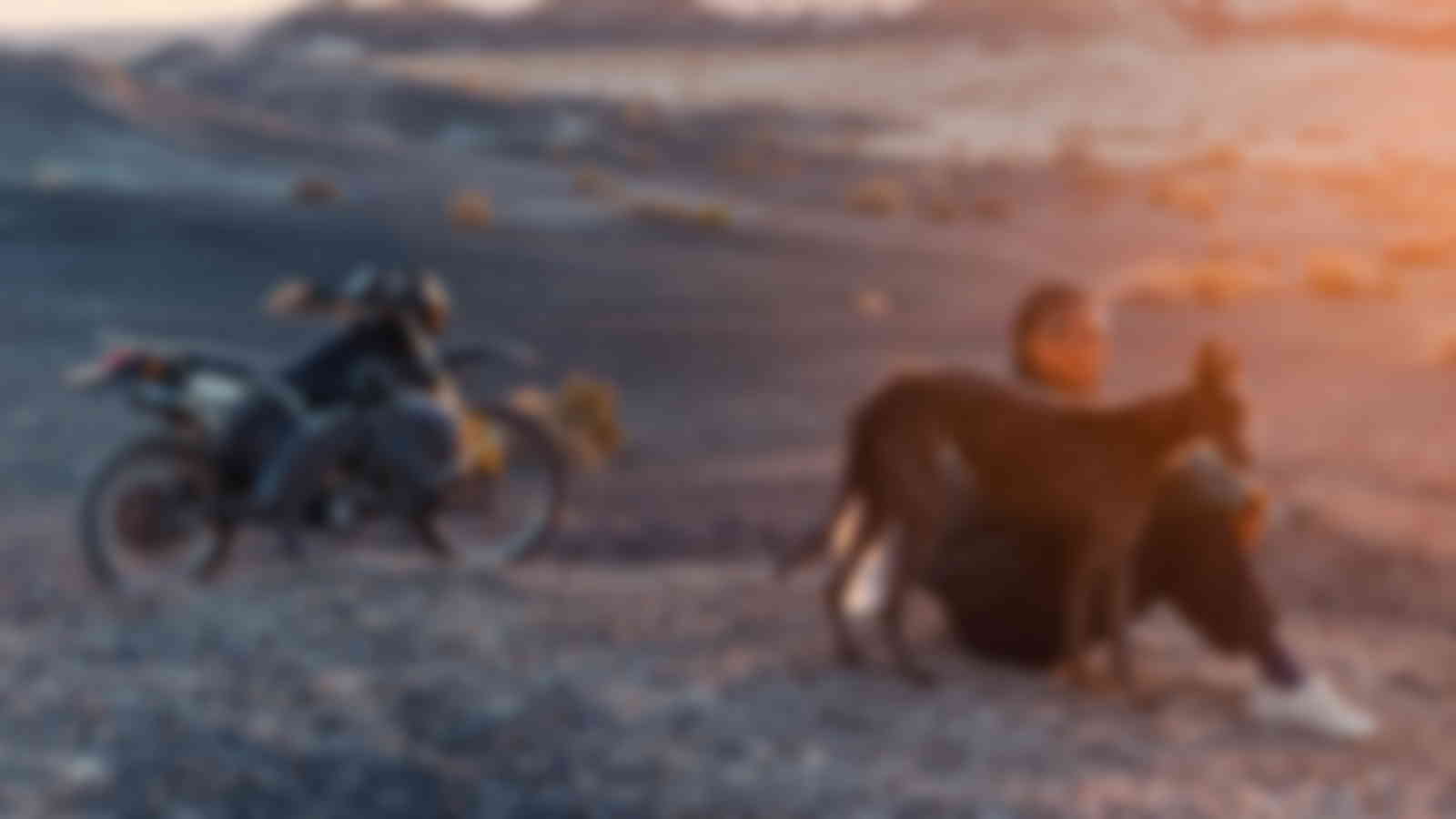Image du film "Black Dog"