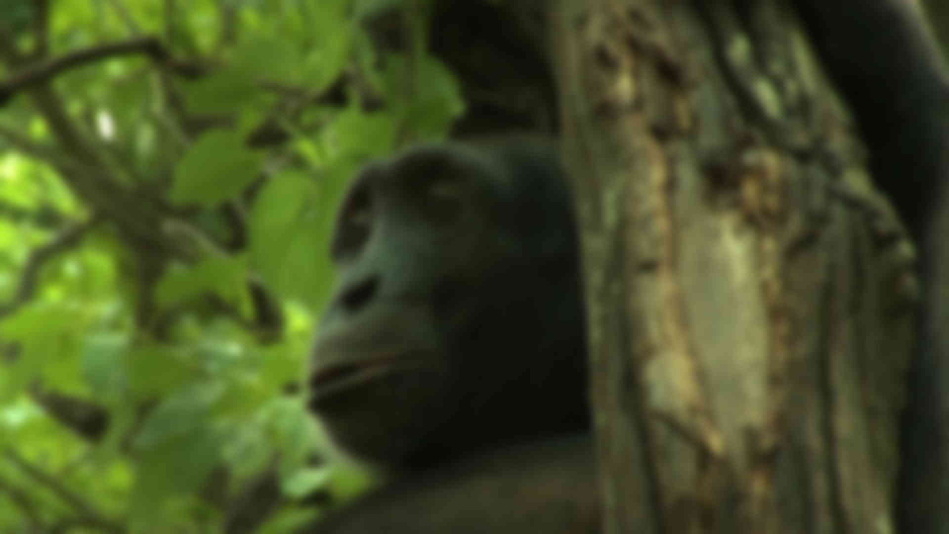 Photo de la série documentaire "L'évolution en marche"