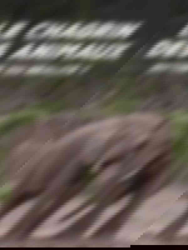 Poster du programme Le chagrin des animaux : mythe ou réalité ?