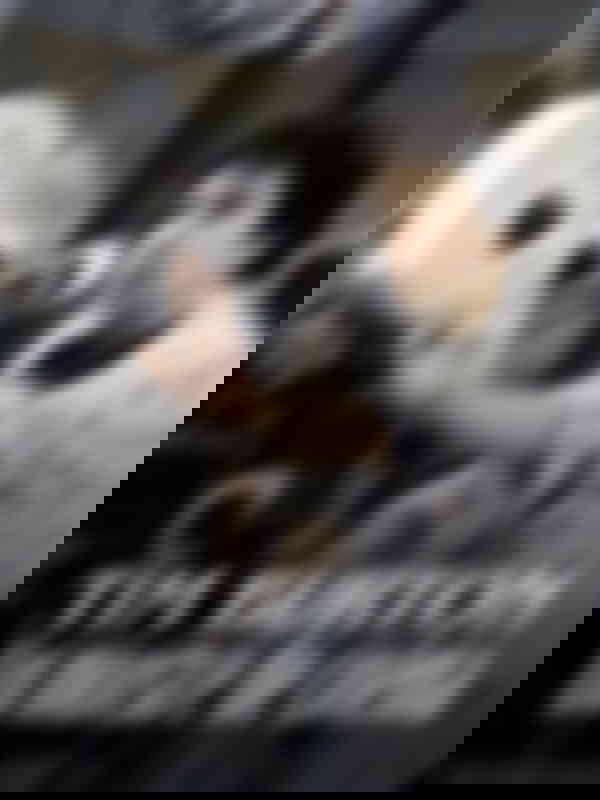 Poster du programme Tim Burton : un monstre de cinéma